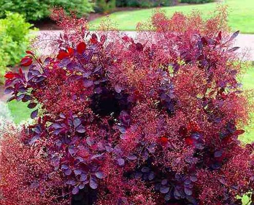red scumpia shrubs