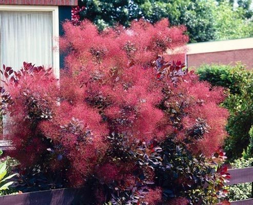 buskar med röda blad av scumpia