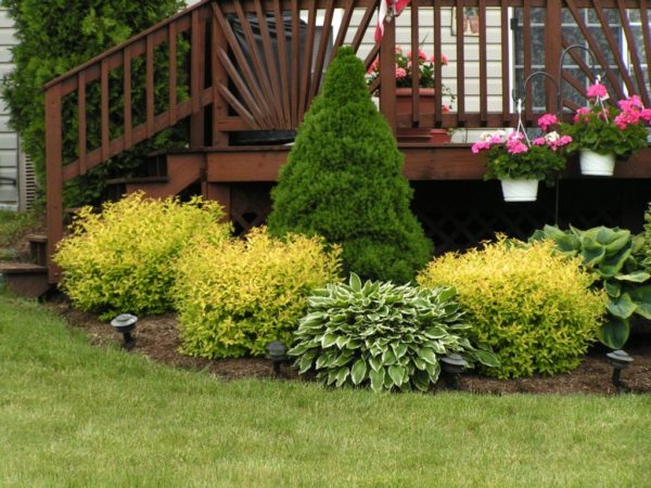 Shrubs in the garden are a wonderful combination of aesthetics and practical benefits "