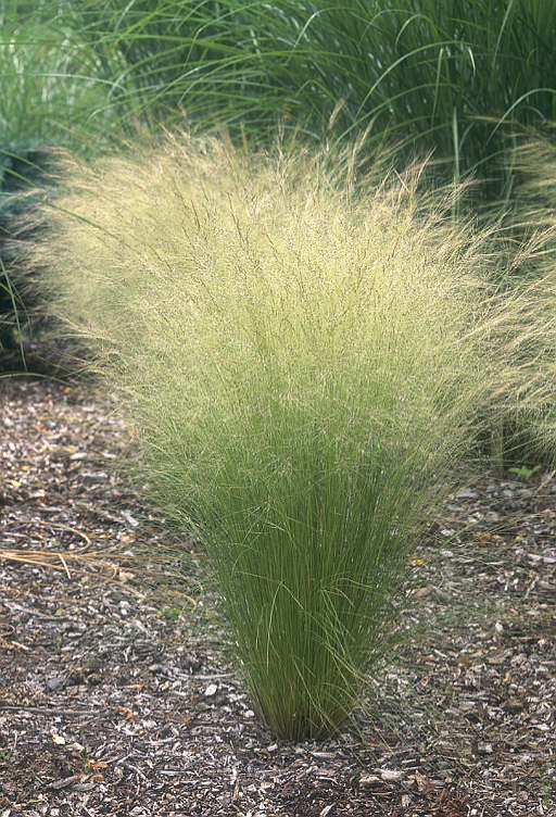 perennial feather grass bush
