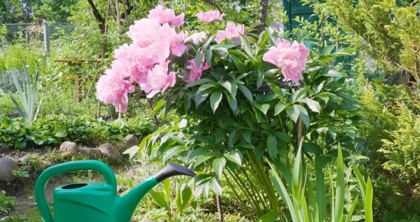 bush of pink peonies and watering can