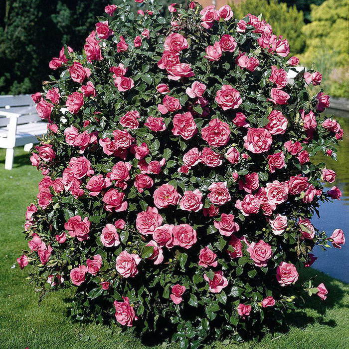 Bush rose