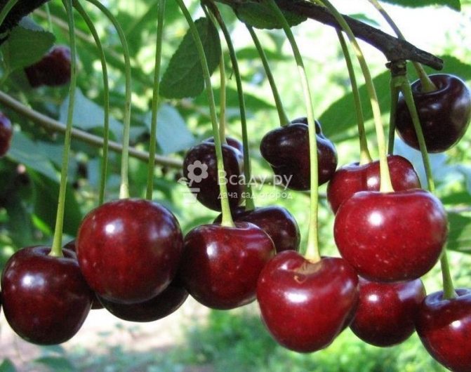 Maliliit na uri ng shrub cherry