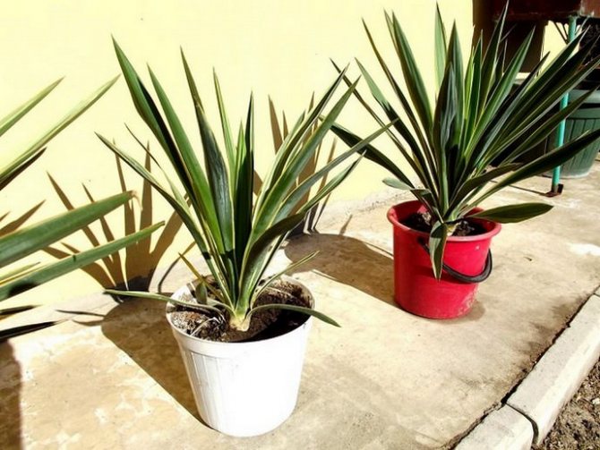 Bush division of yucca is the easiest and most affordable way of self-breeding.