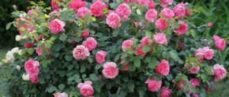 Bunga mawar Bush