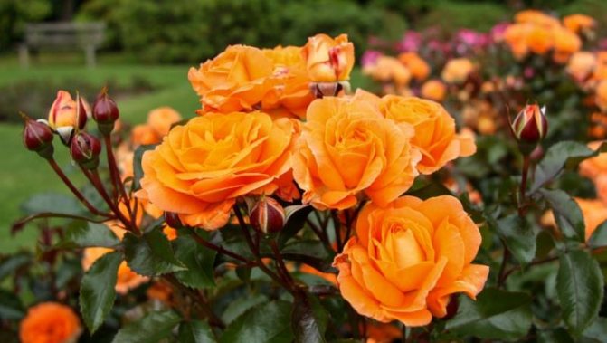 Keřové růže: nejlepší odrůdy a pravidla péče