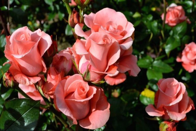 Shrub roses: the best varieties and care rules