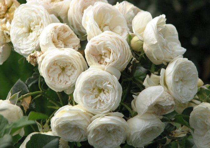 Shrub roses: the best varieties and care rules
