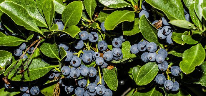 semak blueberry