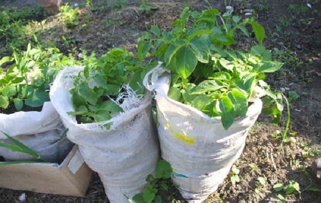 potato bushes in bags