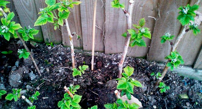 Raspberry bushes: planting