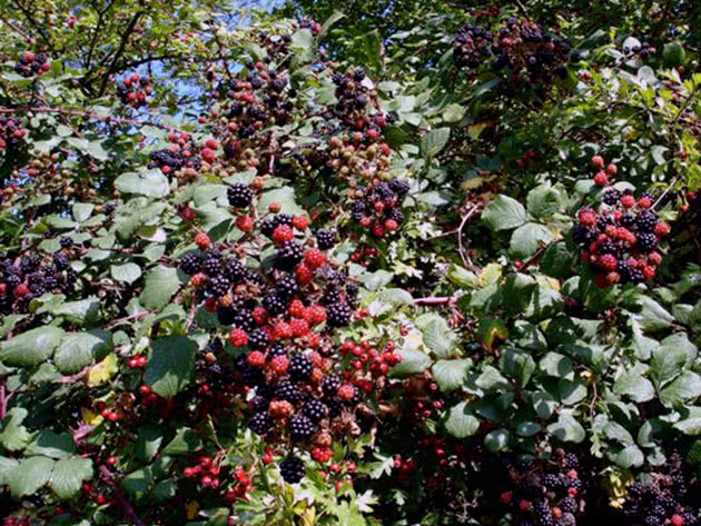 Garden blackberry bushes