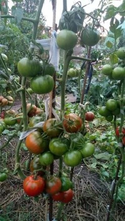 tomat buskar svart gudinna