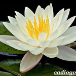 Fleur blanche-nénuphar-Description-caractéristiques-et-propriétés-des-nénuphars-blancs-4