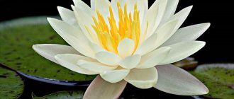 Бяла-цвете-водна лилия-Описание-характеристики-и-свойства-на-бели-водни лилии-4