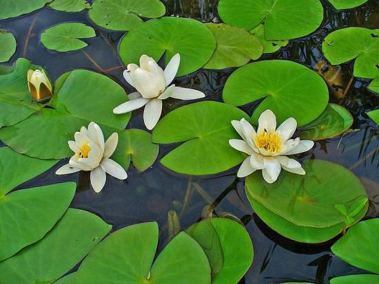 water lily square photo