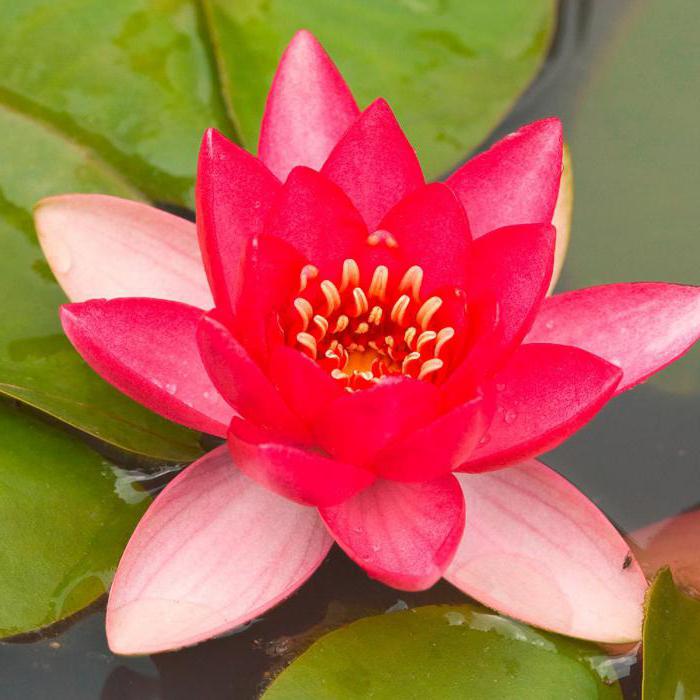 water lily tetrahedral red book