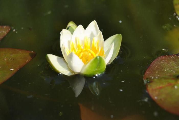 water lily tetrahedral