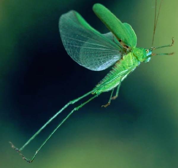 Gräshoppa-insekt-Beskrivning-funktioner-arter-och-livsmiljö-gräshoppa-11