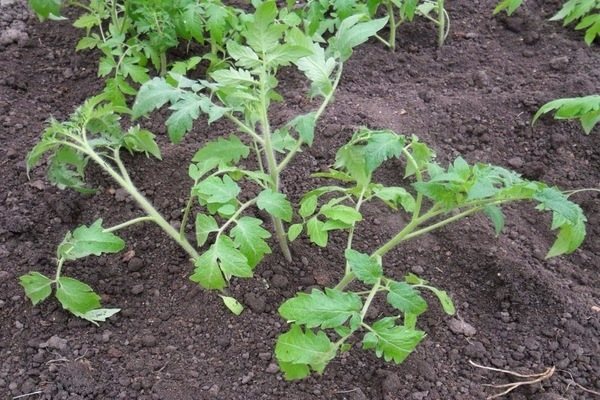 Square-nested way of planting a tomato