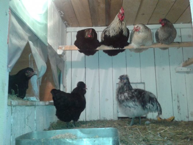 Quartz lamp in the chicken coop