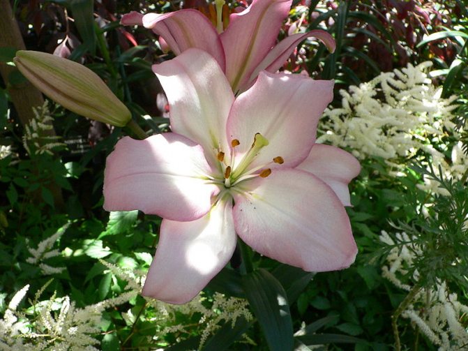 La hybrid ng mga Samur lily