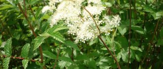 Meadowsweet or meadowsweet meadowsweet - medicinal properties