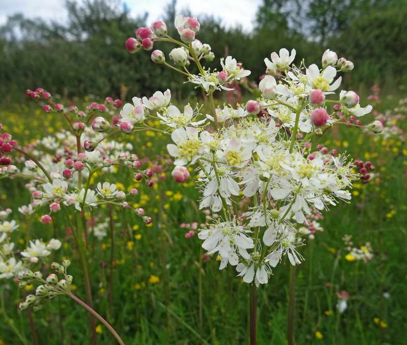 Foto Filipendula vulgaris meadowsweet biasa atau foto heksapetala Filipendula enam-kelopak