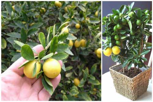 limequat i trädgården och i potten