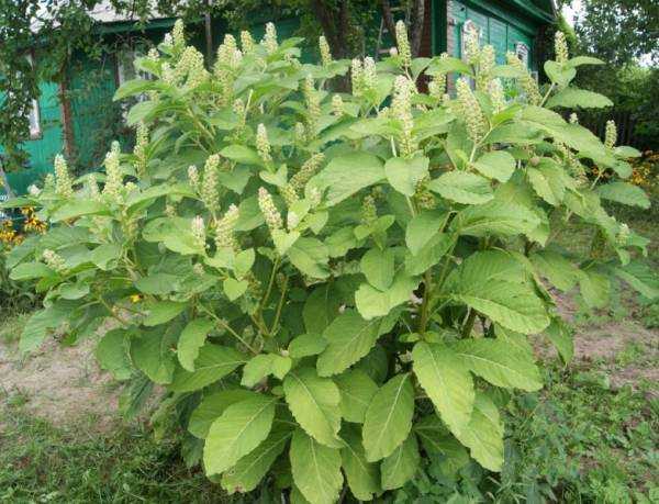 Растение Лаконос: лечебни свойства и медицинска употреба