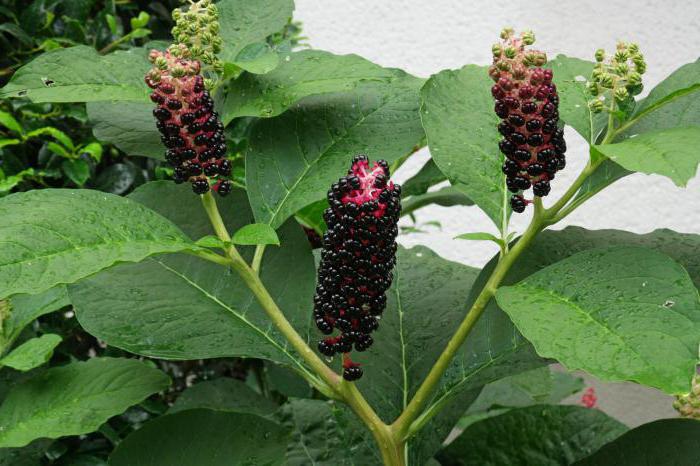 berry lakonos medicinal properties