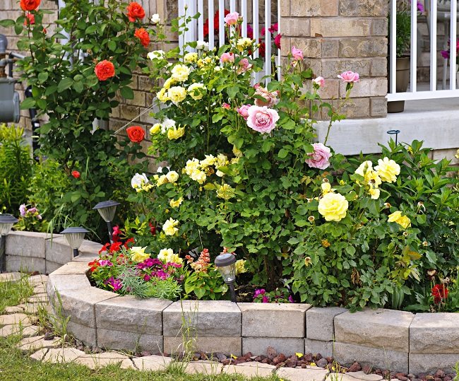 landskap blommaträdgård med rosor
