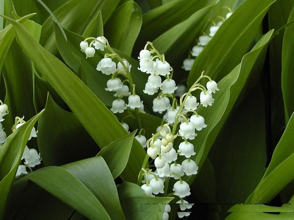 Lilies of the valley - flowers are modest, but expensive