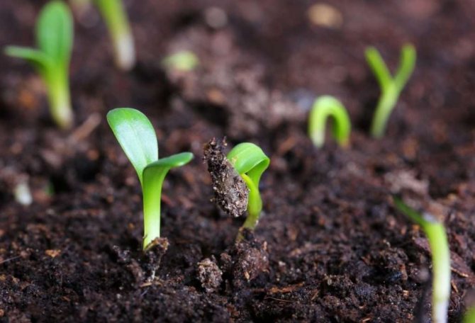 Levănțică de casă din semințe - toate secretele creșterii