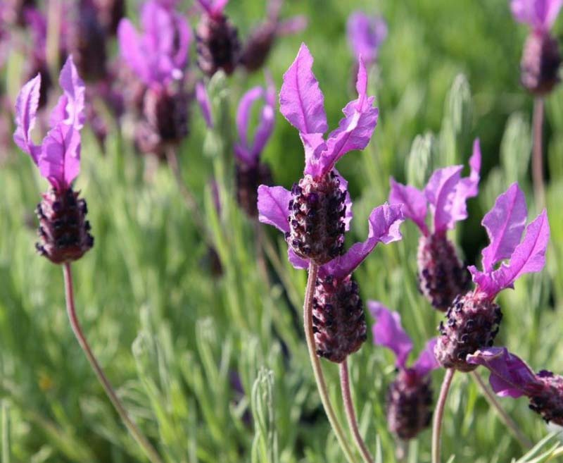 Lavender as an ornamental plant: fragrant charm