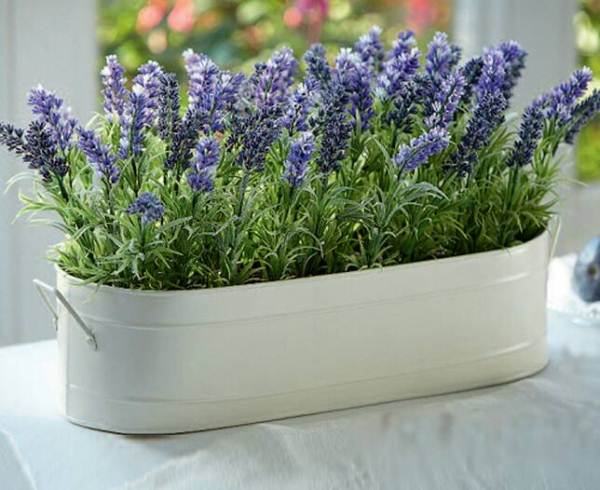 Indoor lavender