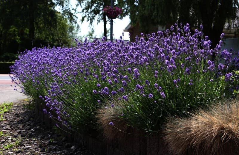 Lavender: menanam dan merawat di pinggir bandar dan wilayah Leningrad