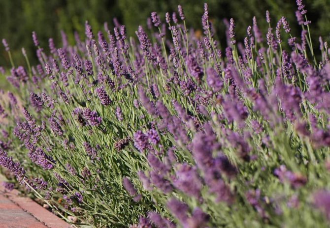 Lavender: menanam dan merawat di rantau Moscow dan wilayah Leningrad