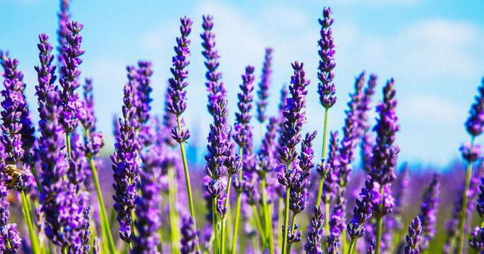 lavender planting and care in the suburbs