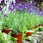 Lavender - growing from seeds at home, a description of the plant, how to properly collect and prepare the seeds?