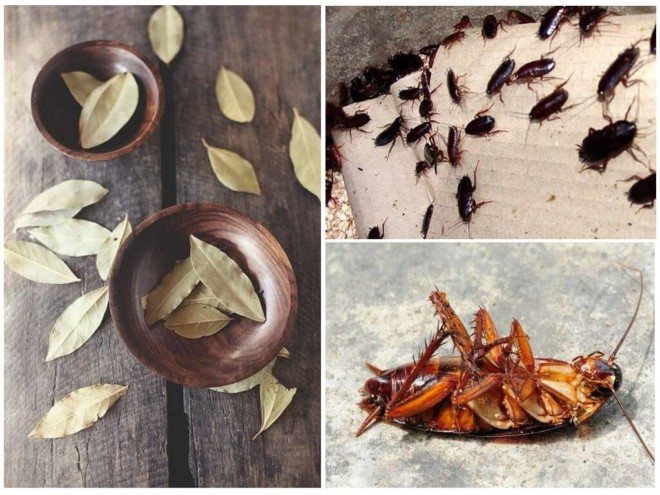 Избор на хлебарки от дафинов лист