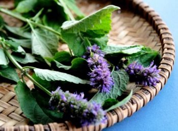 Medicinal properties and contraindications of hyssop for human health