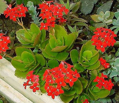 The healing properties of Kalanchoe and methods of application