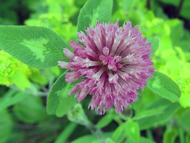 Medicinal properties of meadow clover and contraindications