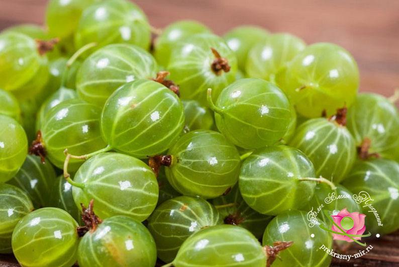 Лечебните свойства на цариградското грозде