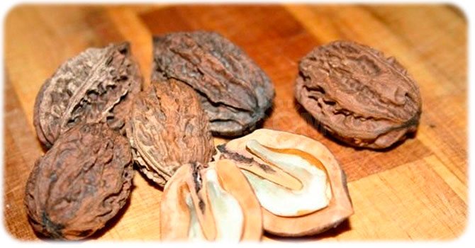 The healing properties of the Manchu nut