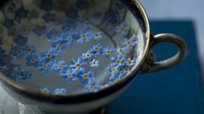 The healing properties of forget-me-not