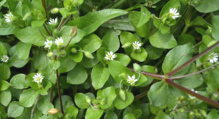 The healing properties of woodlice herb
