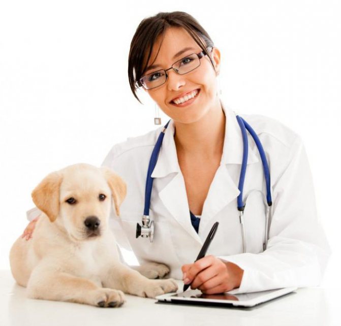علاج التهاب الدماغ في الكلاب