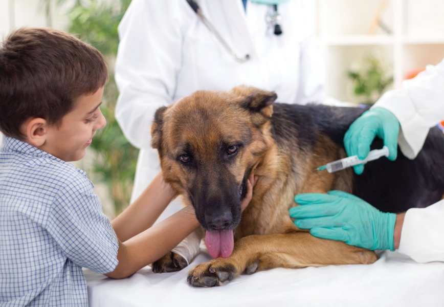 Treatment of piroplasmosis in a dog in the clinic